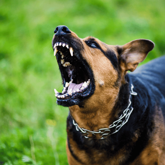 Dog attack on child in Alabama Neighborhood