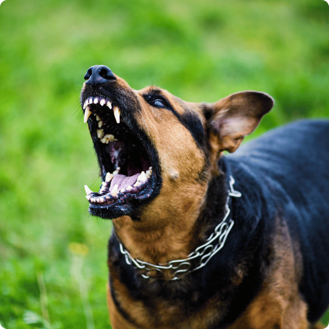 Dog attack of Neighborhood Child
