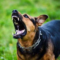 Dog attack of Neighborhood Child